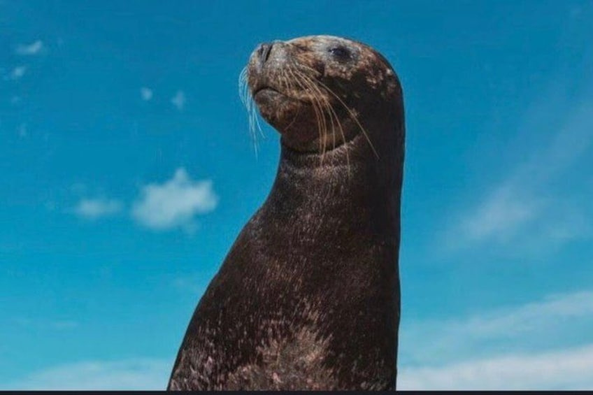 A seal against a clear blue sky. 5
