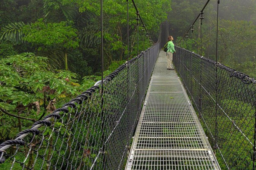 A suspension bridge surrounded by dense green foliage. 3