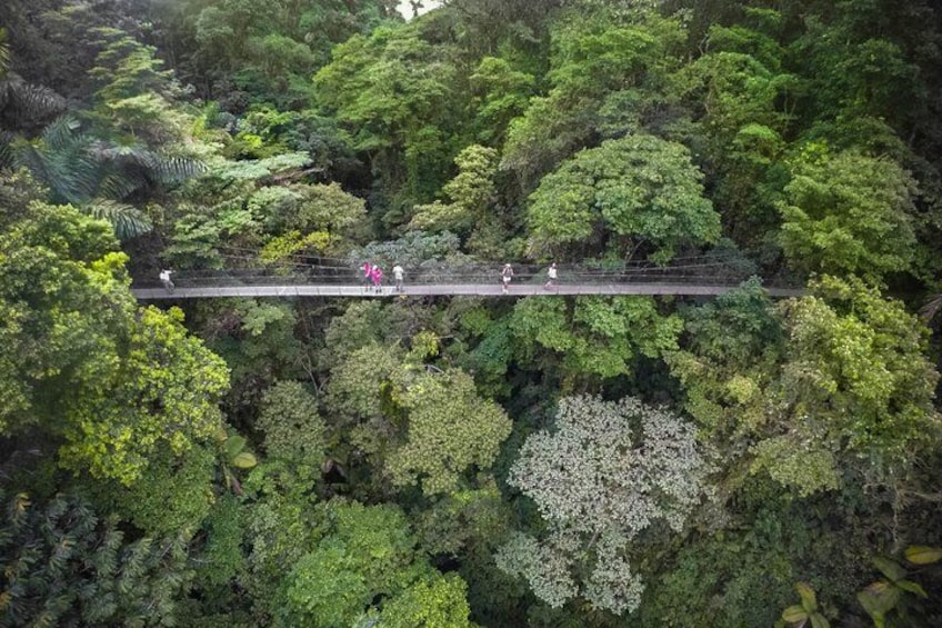 A suspension bridge over a dense forest. 2