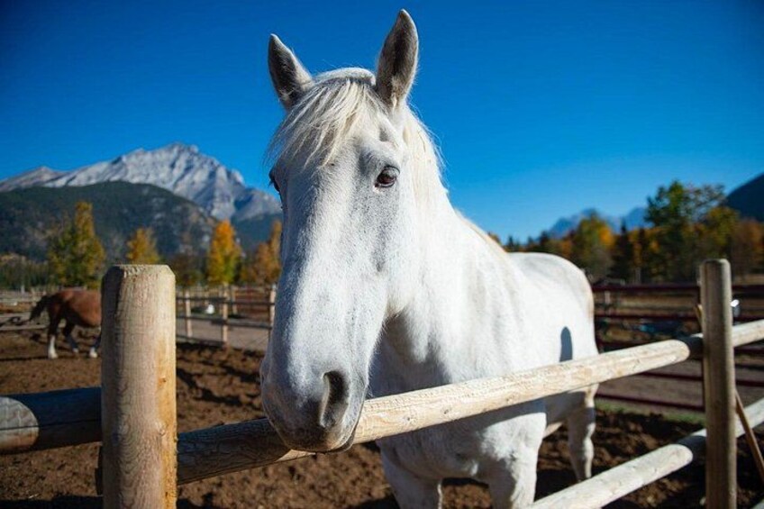 Covered Wagon Ride in Banff with Western Cookout 3