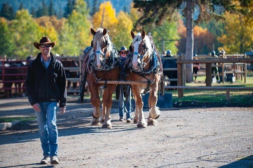 Covered Wagon Ride in Banff with Western Cookout 4