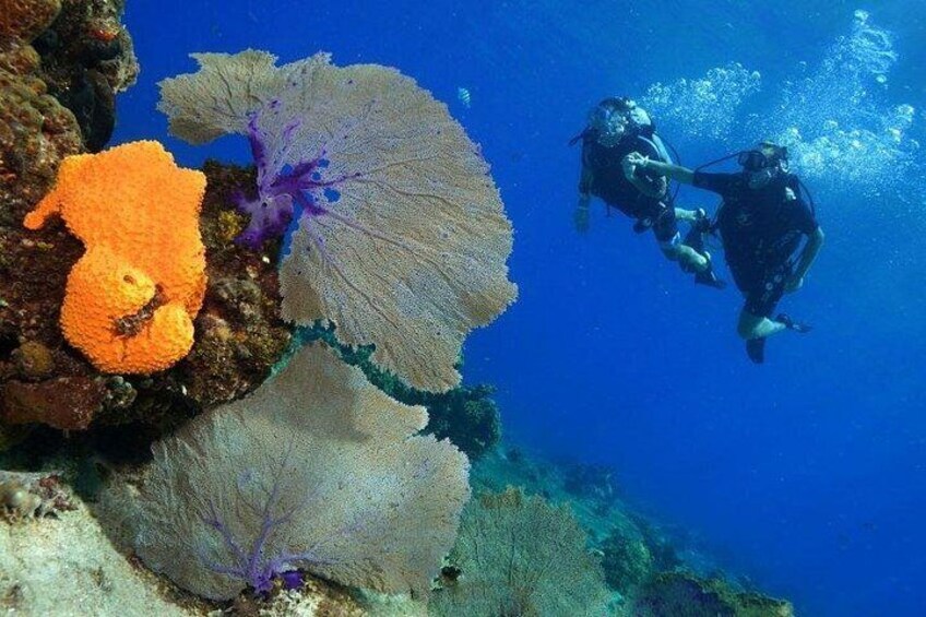 Un plongeur équipé d’une bouteille d’oxygène, de grandes formations coralliennes et une anémone de mer. 2