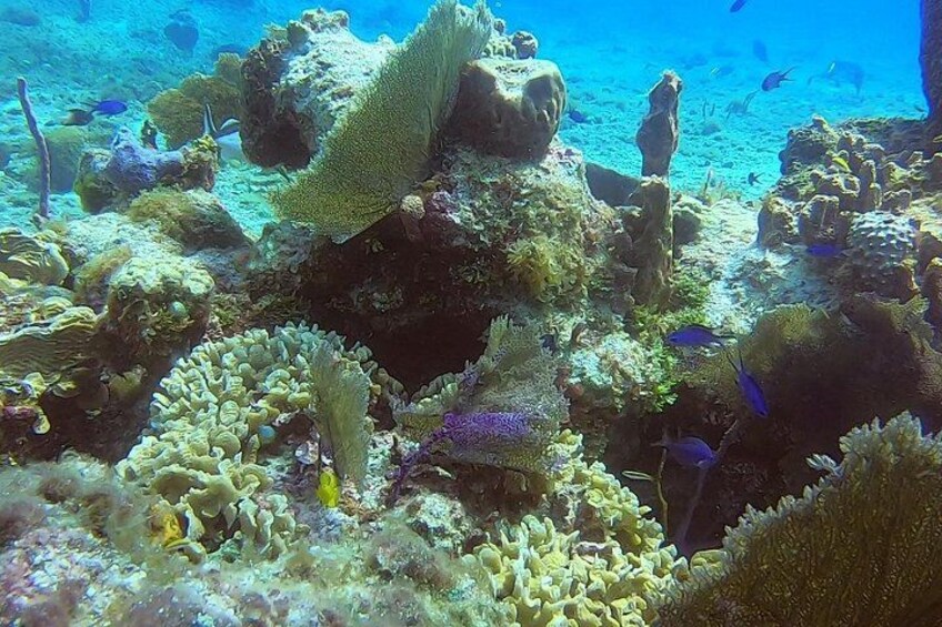 Un récif corallien sous-marin abritant différentes espèces de coraux et de poissons. 3