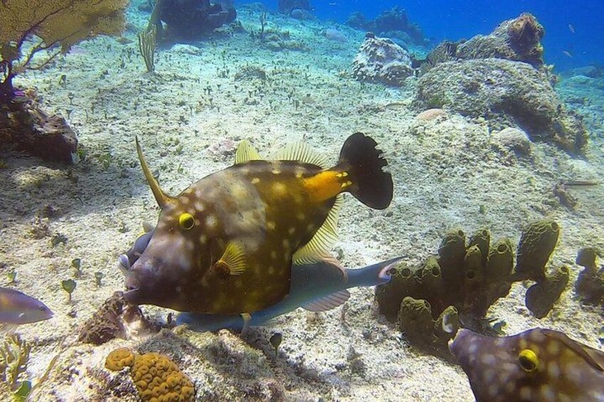 Un poisson-globe se repose sur un récif corallien, avec différentes espèces de la faune marine en arrière-plan. 4