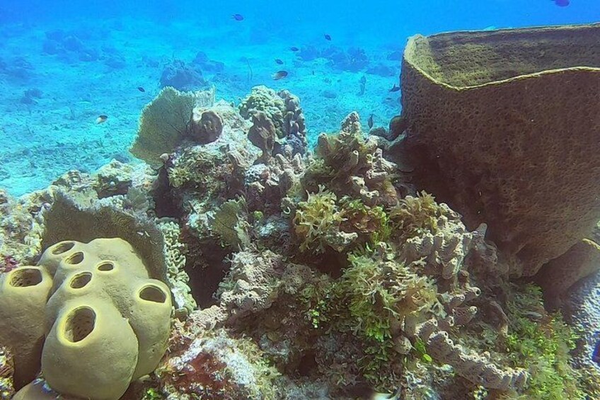 Un récif corallien abritant diverses formations coralliennes et une faune marine variée. 5