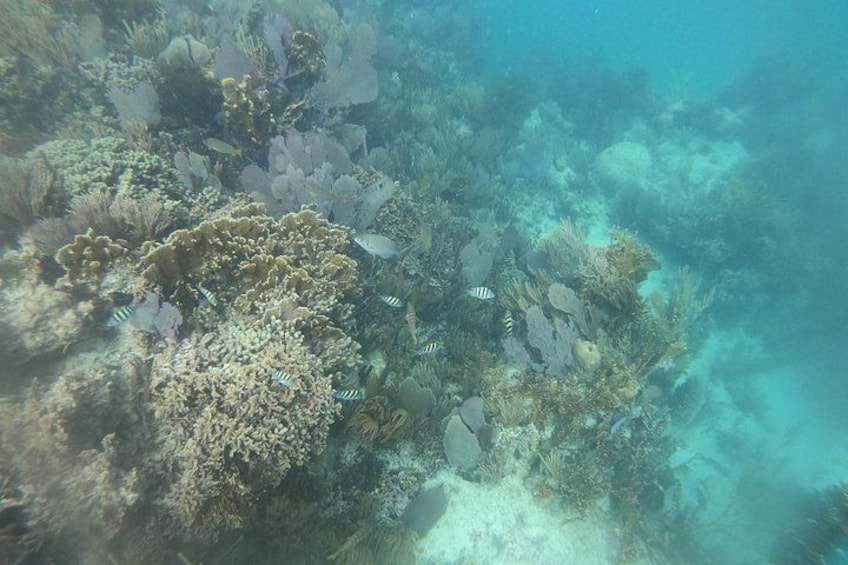 An underwater coral reef with various fish species and coral formations. 3