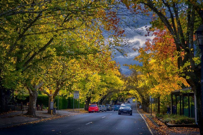 A tree-lined street with autumn foliage, parked cars, and a 3P parking sign. 3