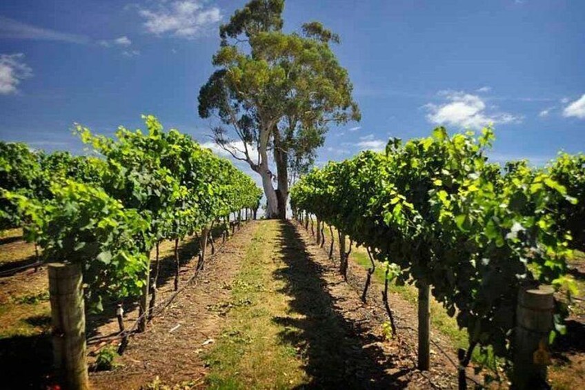 A vineyard with rows of grapevines and a large tree in the center. 4