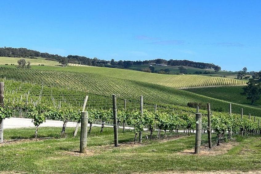 A vineyard with rows of grapevines under a clear blue sky. 2