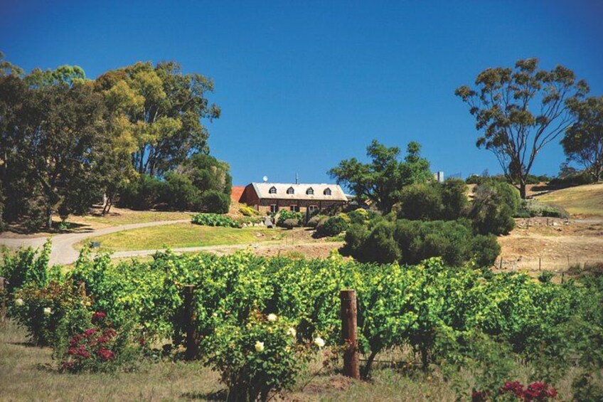 A vineyard with rows of grapevines, a red-roofed building, and a clear blue sky. 3