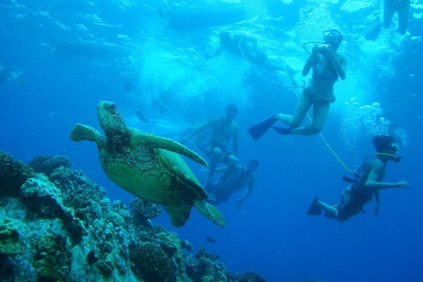 A diver and a sea turtle in clear blue water. 1
