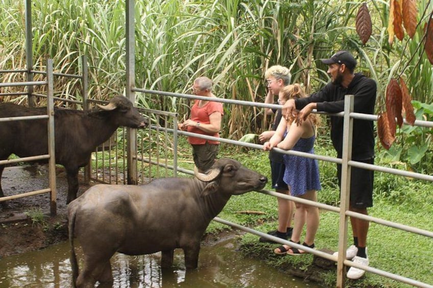 Un grupo de personas observando búfalos en un área cercada con un canal de agua. 5