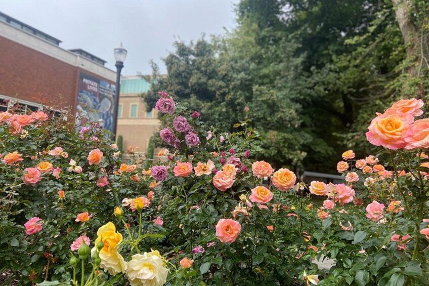 Een tuin met verschillende soorten rozen, een bakstenen gebouw en bomen op de achtergrond. 3