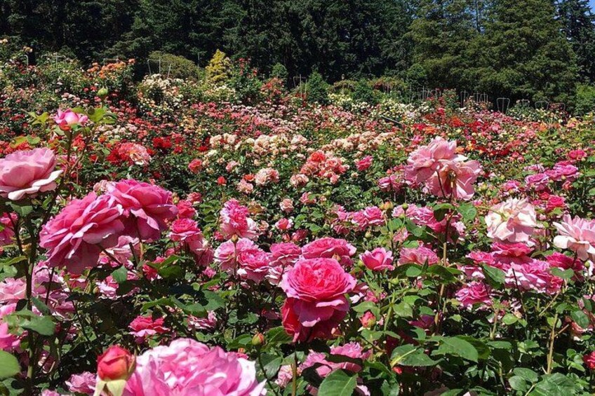 Real life true photo of the International Rose Test Garden in June! 5