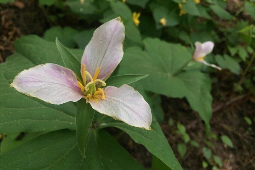 Trilliums in Forest Park are the first heralds of spring. 3