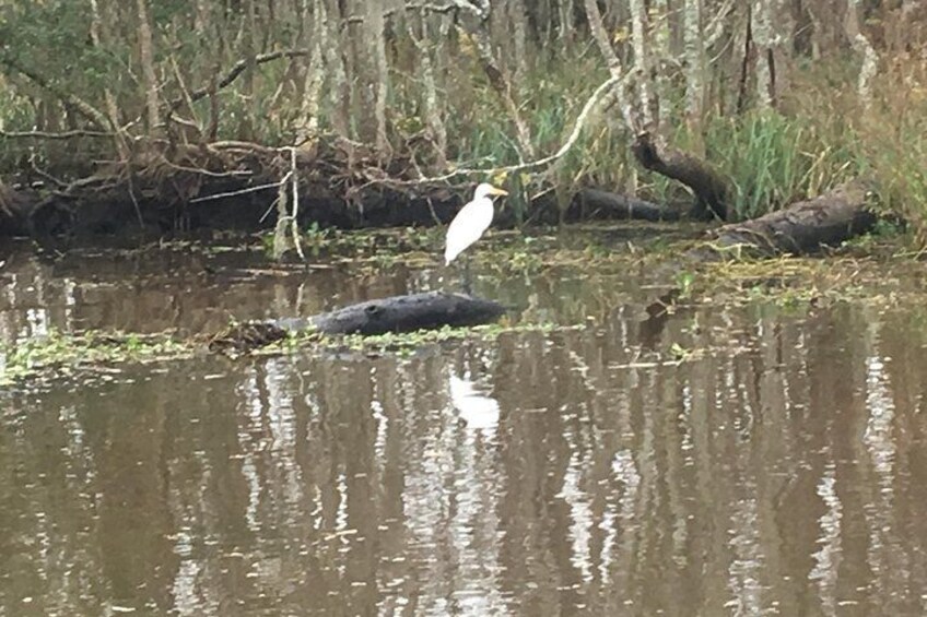 Oak Alley Plantation and Large Airboat Tour