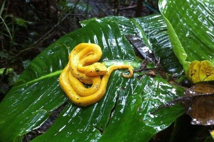 Una serpiente amarilla enrollada sobre una hoja verde en un bosque. 1