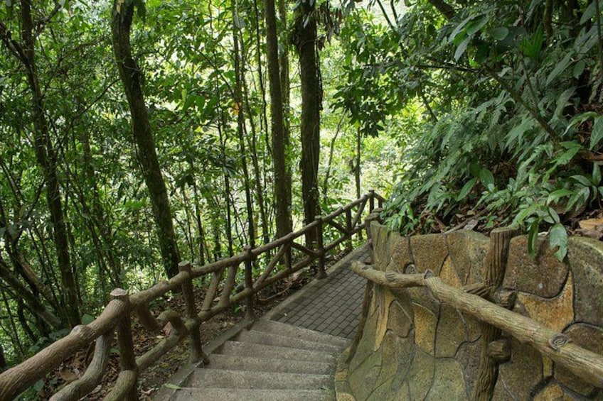A stone staircase with wooden railings surrounded by dense forest. 2