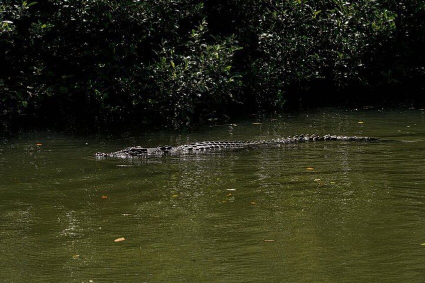 Ein Krokodil im Wasser vor dichtem Grünzeug. 5