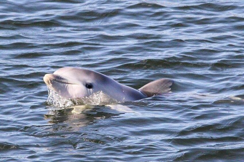 Adelaide Dolphin Sanctuary and Ships Graveyard Kayak Tour 2
