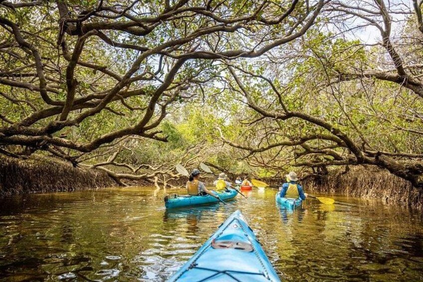 Un grupo de personas haciendo kayak por un bosque de manglares. 2