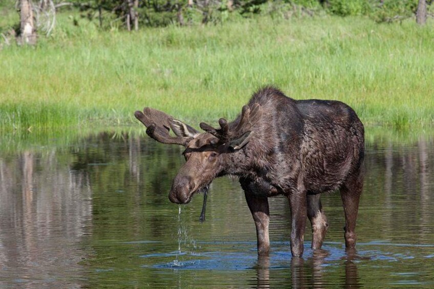 A moose standing in a body of water with its head submerged, surrounded by greenery. 5