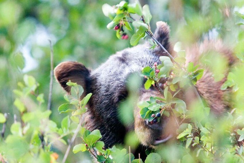 Un oso en un área boscosa con follaje verde y bayas. 3