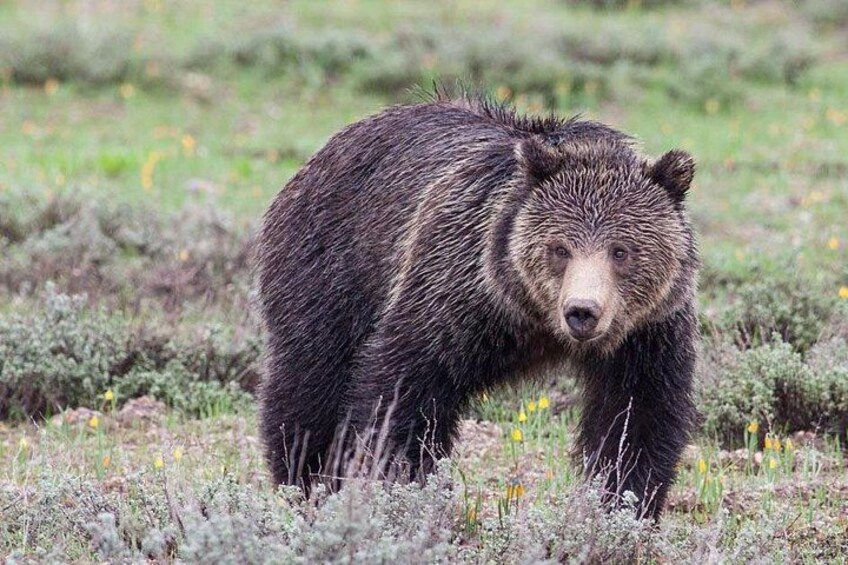 A grizzly bear wanders through Grand Teton National Park 1