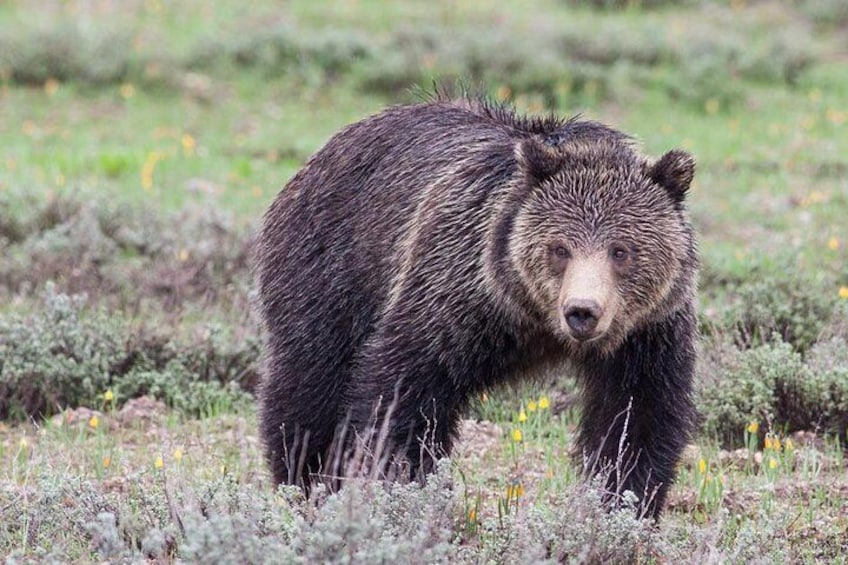 Un oso en un campo cubierto de hierba. 1