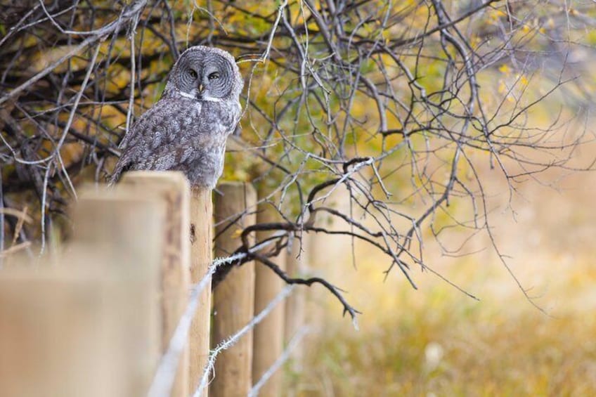 Un búho posado en una valla de madera con follaje otoñal de fondo. 4