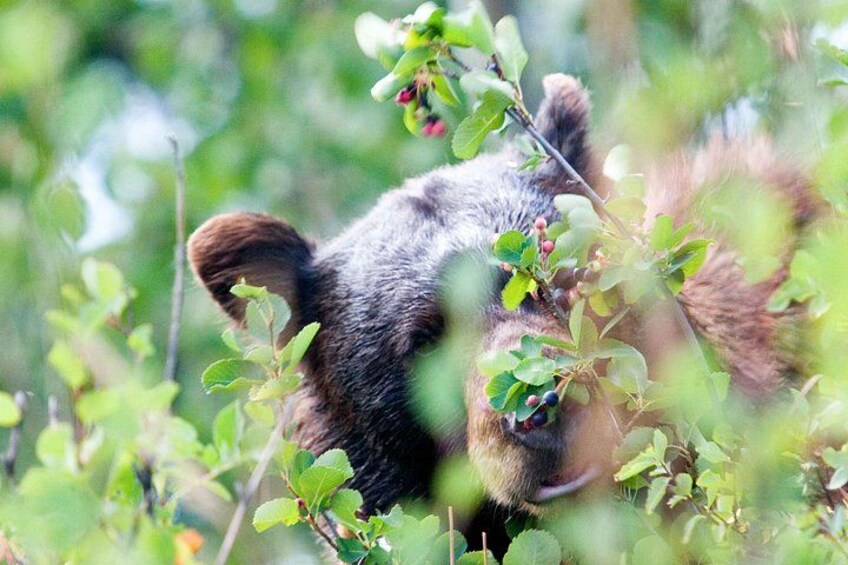 A bear in a forested area with green foliage and berries. 3