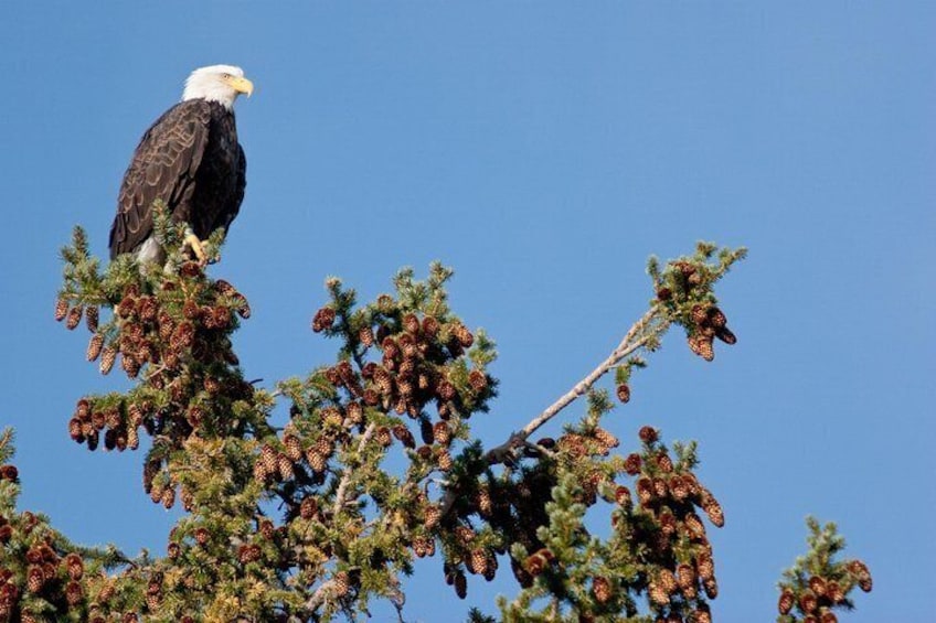 Un águila calva posada en una rama de árbol con piñones. 2