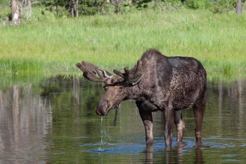 Un alce bebiendo agua de un estanque rodeado de hierba. 5