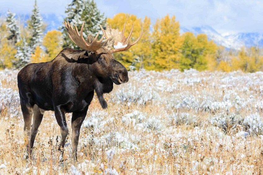 Een eland in een veld met een met sneeuw bedekte grond en bomen op de achtergrond. 5
