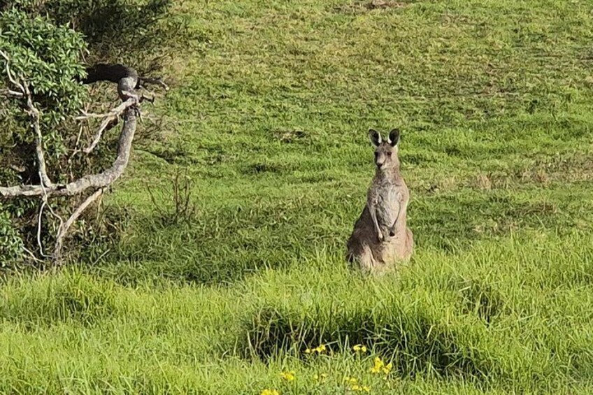 Our Aussie iconic wildlife 2