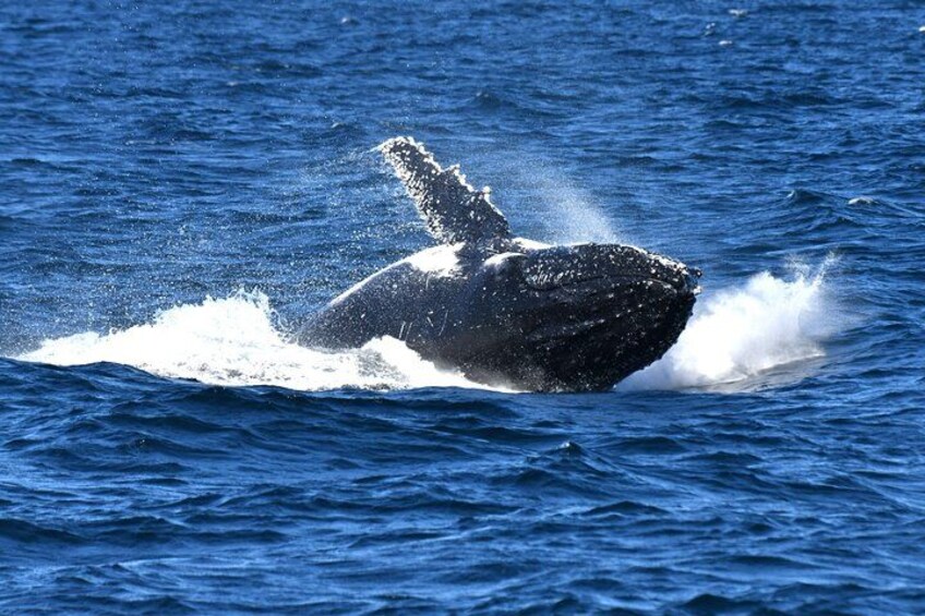 A whale breaching the ocean surface. 4