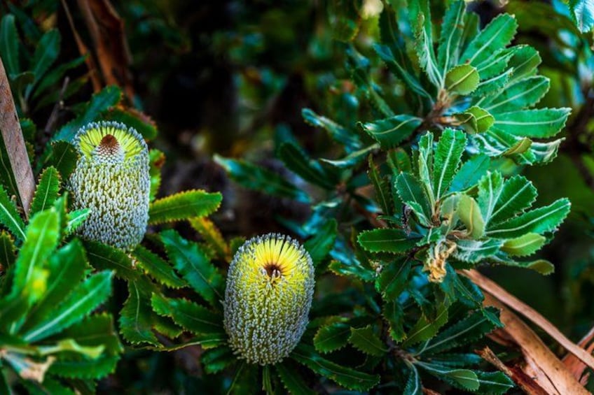 Late Start Blue Mountains Wildlife, Waterfalls, Small Group Tour 4