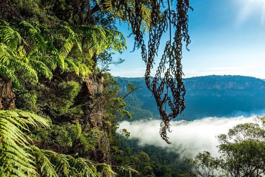 A lush green forest with ferns, a hanging vine, and a valley with mist-covered mountains in the background. 4