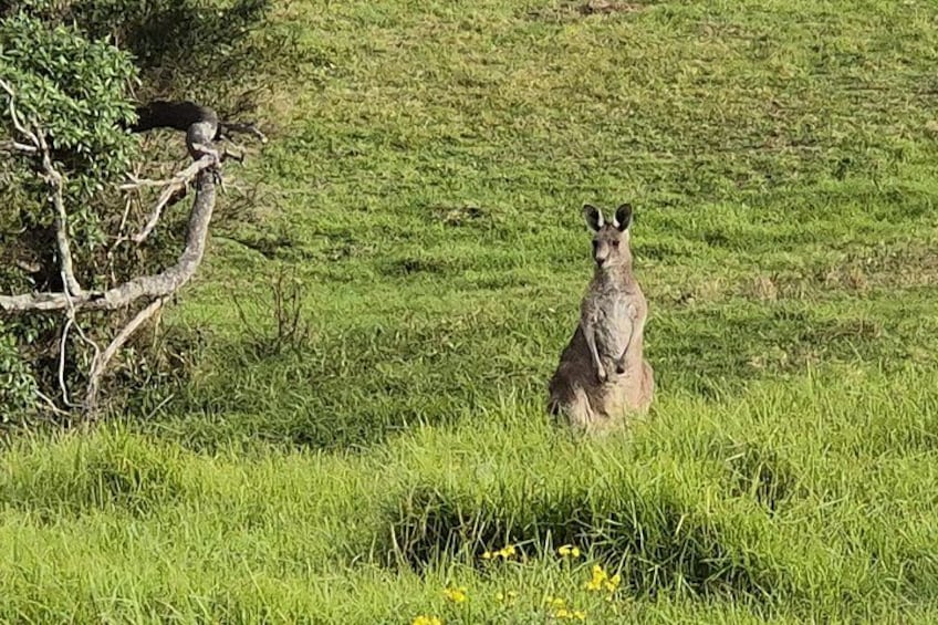 Spot kangaroos in the wild 2