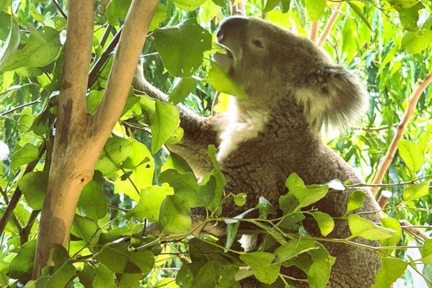 Late Start Blue Mountains Wildlife, Waterfalls, Small Group Tour 5