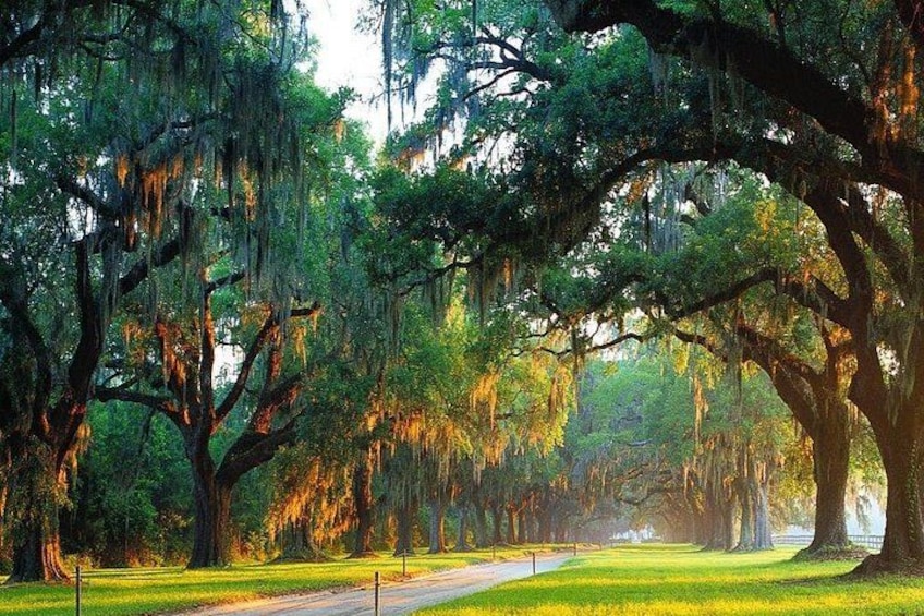 Boone Hall Plantation All-Access Admission Ticket 2