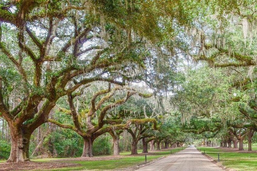 Boone Hall Plantation All-Access Admission Ticket 3