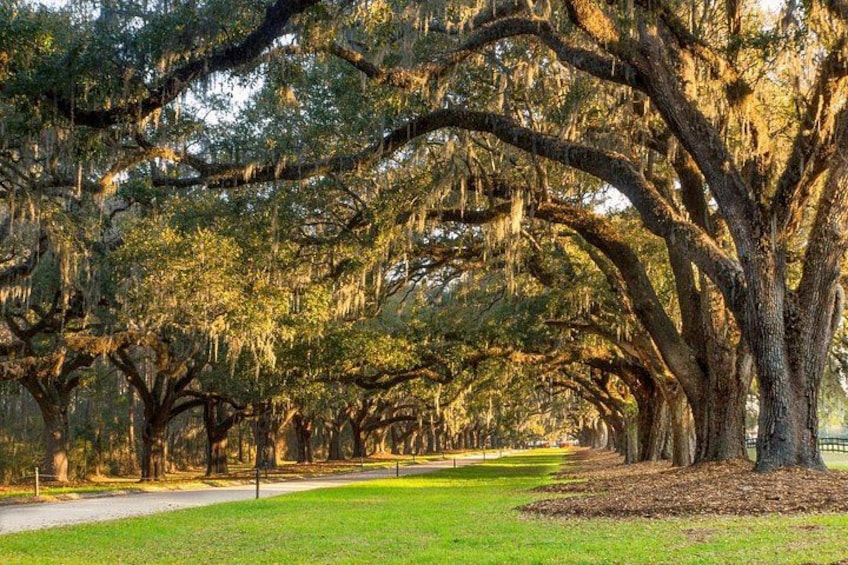 Boone Hall Plantation All-Access Admission Ticket 2
