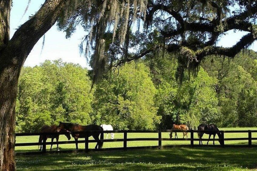 Boone Hall Plantation All-Access Admission Ticket 3