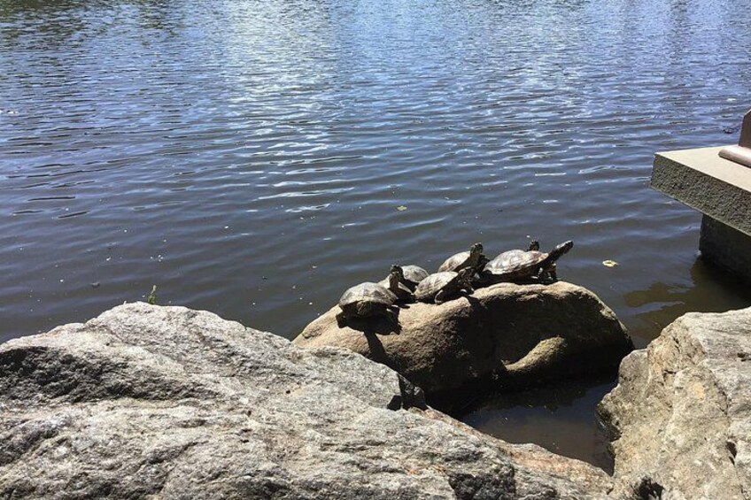Un grupo de tortugas sobre rocas junto a un cuerpo de agua tranquilo. 2