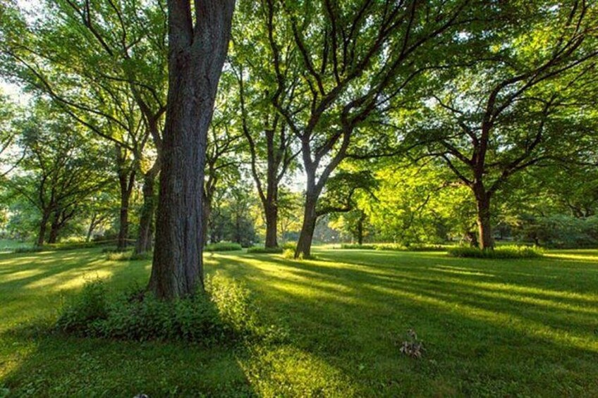 Un parque con árboles grandes, césped verde y luz del sol filtrándose entre las hojas. 3