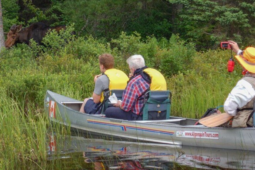 3 Hour VIP Electric Canoe Photography Tour (private, price is for 2 people)