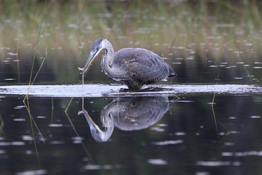 3 Hour VIP Electric Canoe Photography Tour (private, price is for 2 people)