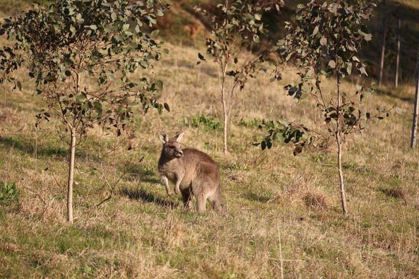 Blue Mountains Private Tour | Beyond the Three Sisters 4