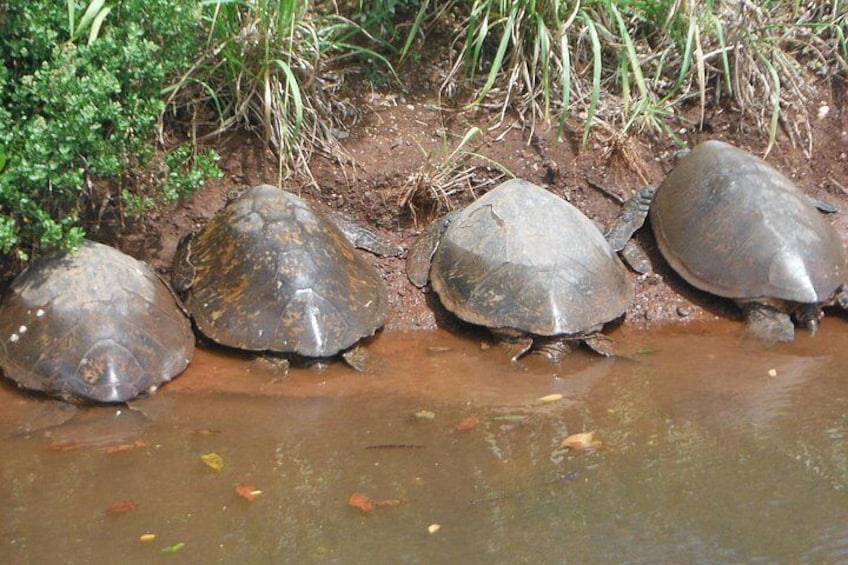 It is common to see turtles paddling alongside our boards, or sunbathing along the riverbanks. 3